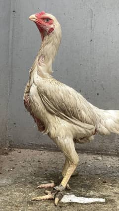 9 months Age Shamo Pure White Breeder Female