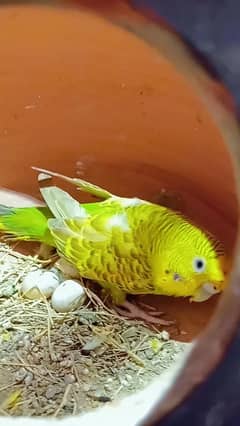quality birds available