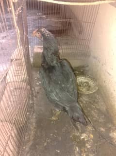 urgent sale