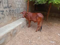qurbani 2026 bachiya for sale