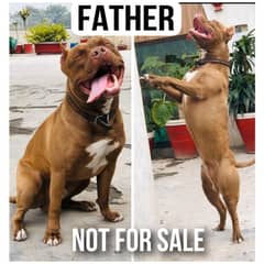 American Pitbull Terrier Puppies ( 2Male & 3Female)