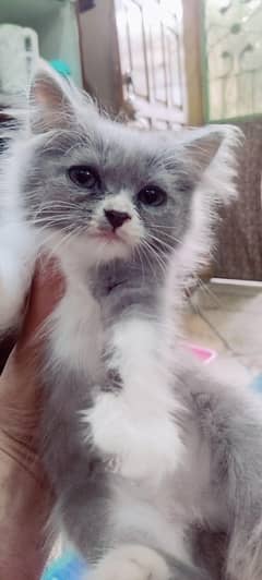 Persian kittens litter Trained self feed