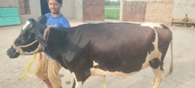 Cross Cow