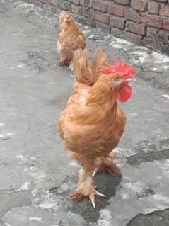 heavy Golden buff