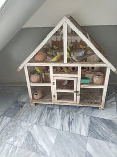 parrots for sale
