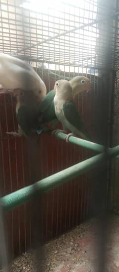 albino black eye, parblue and violed,blue and DD blue fisheries dove