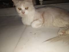 persian