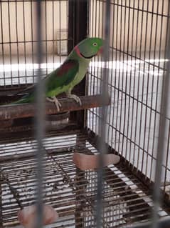 Pahari pair for sale