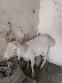 3 male sheep for sale age 5 /6 month healthy