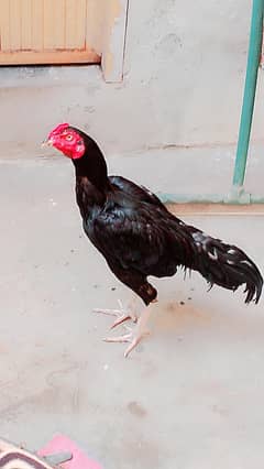 Aseel