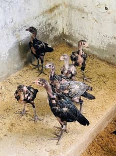 Aseel Chicks Pure Blood Line Black legs