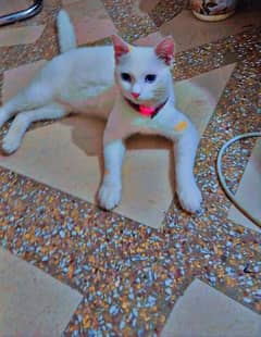 white persian Blue Eyes  Friendly