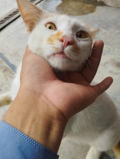 paltu cats cute  cats