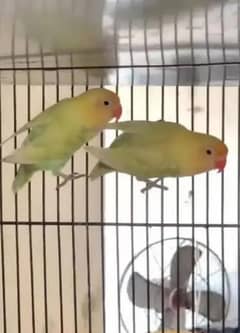 love birds cremino pair available