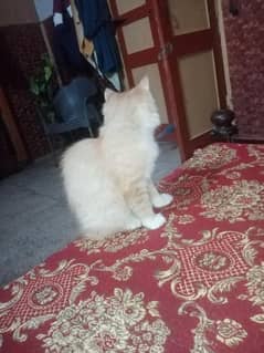 parsion cats