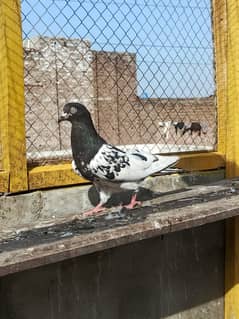 rampuri pigen for sale male