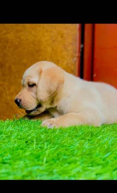 Labrador