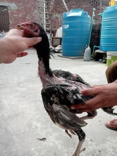 aseel chick or male or female for sale ha