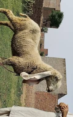 Pure Kajli Female Sheep