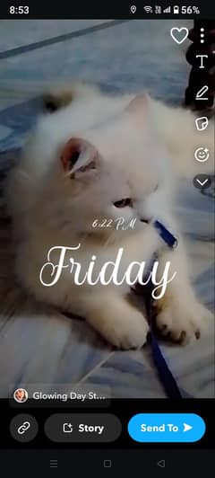 persian cat