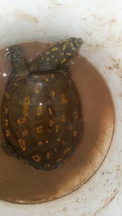 tortoise