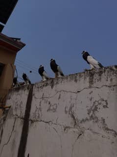 migfai pigeons