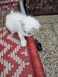 cat kids sale