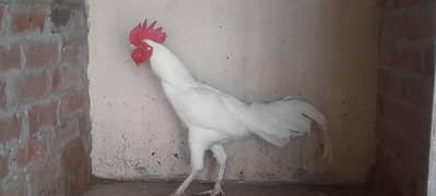 Pure Heera Pair for sale