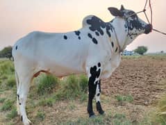 danda