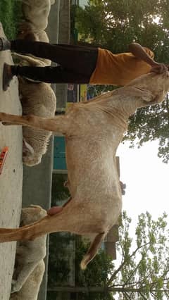 *Goat | Bkra | pair | Goat for Sale*