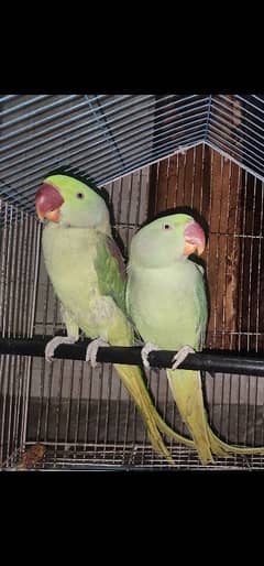 Raw Parrot