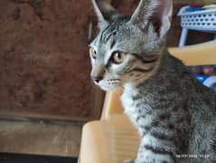 Kitten for sale/adopy