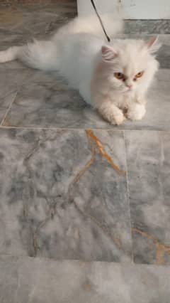 catt