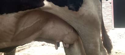 9 month pragnent cow