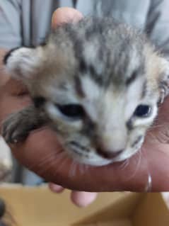 I have 3 kitten contact me if you are interested for adoption