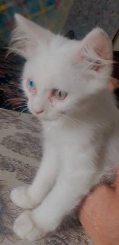 Persian