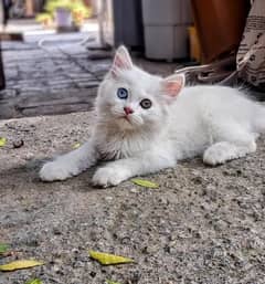 Persian baby cat