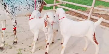 Makkah chini Bakri For Sale _ +03704815729