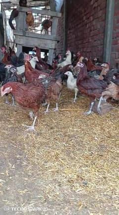 Golden misri Hens