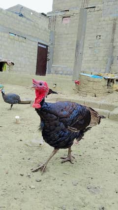 turkey bird 2 male