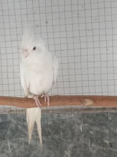 eno