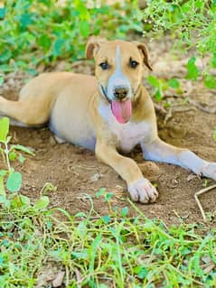 Kohati  Gultair dog pure breed male and female babies