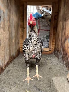 Aseel murgha for sale urgent need cash