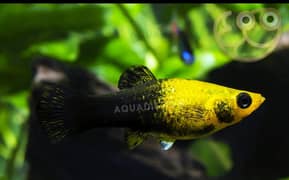 Shipping king fish