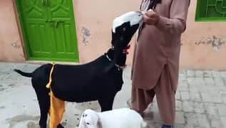 Desi