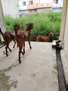 Masha Allah 2 Bakra for sale