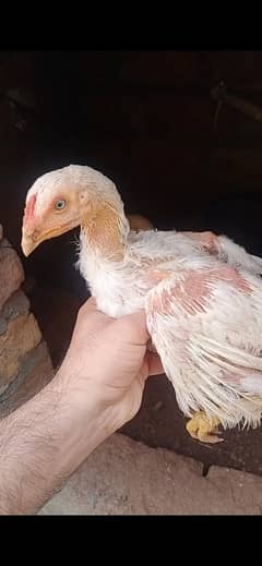 (03130598345)Heera Aseel, Bangum Aseel,  Mianwali Aseel