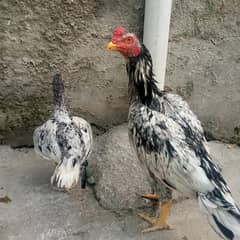 9 month only male 9800 Kandahare cheena Sindhi Sheena