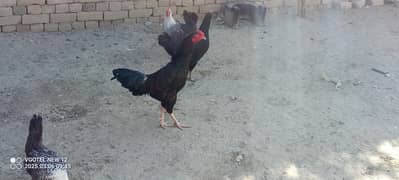 aseel