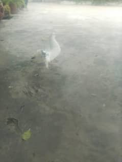 breeder pair